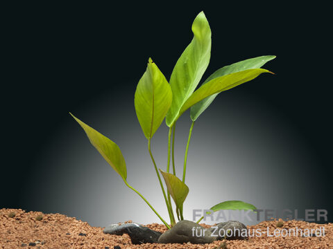 Kongo-Speerblatt, Anubias congensis