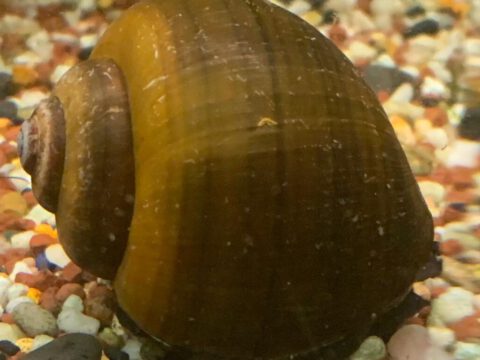 Asiatische Apfelschnecke, Pils ampullacea