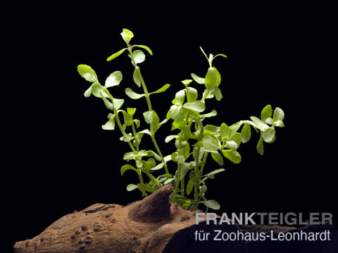 Kleines Fettblatt, Bacopa monnieri