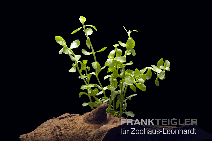 Kleines Fettblatt, Bacopa monnieri