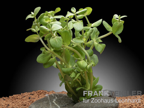 Falsches Fettblatt, Bacopa salzmannii