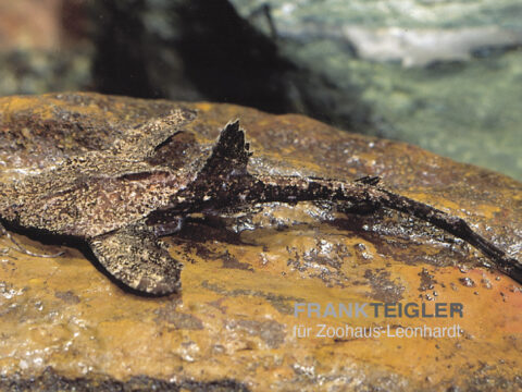 Bratpfannenwels, Bunocephalus coracoideus