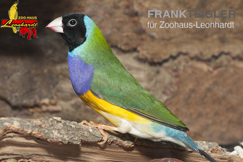 Gouldamadine, Chloebia gouldiae