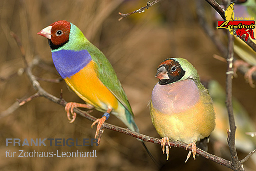 Gouldamadine, Chloebia gouldiae – Bild 2