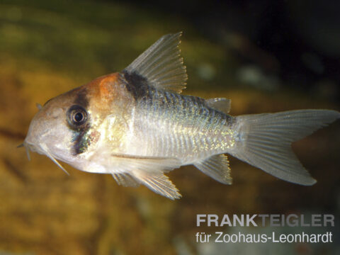 Adolfos Panzerwels, Corydoras adolfoi