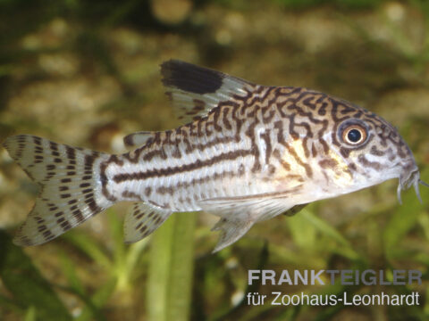 Julii-Panzerwels, Corydoras julii