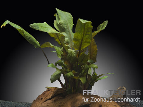 Wendts Wasserkelch Braun, Cryptocoryne wendtii 'brown'