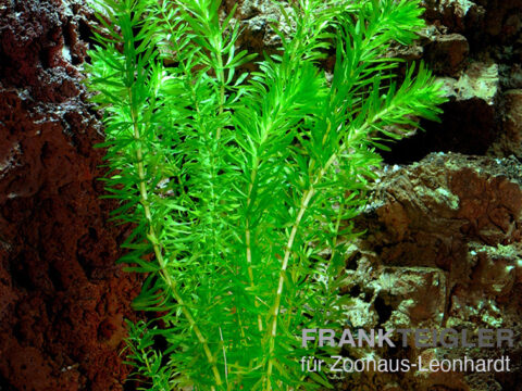 Dichtblättrige Wasserpest, Egeria densa