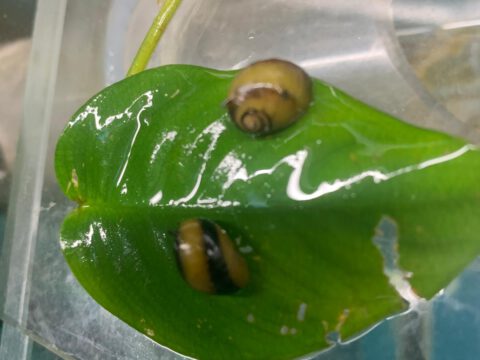 Geweihschnecke, Clithon diadema