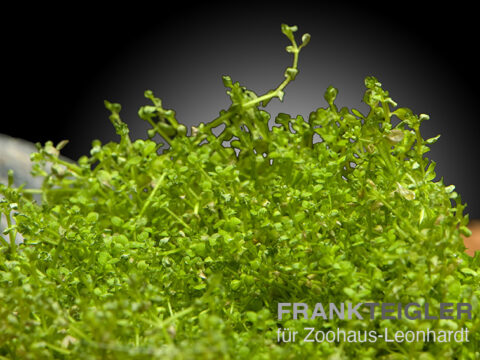 Kubanisches Perlkraut, Hemianthus callitrichoides