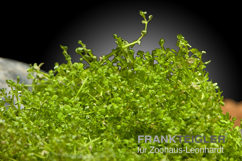 Kubanisches Perlkraut, Hemianthus callitrichoides