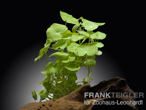 Brasilianischer Wassernabel, Hydrocotyle leucocephala