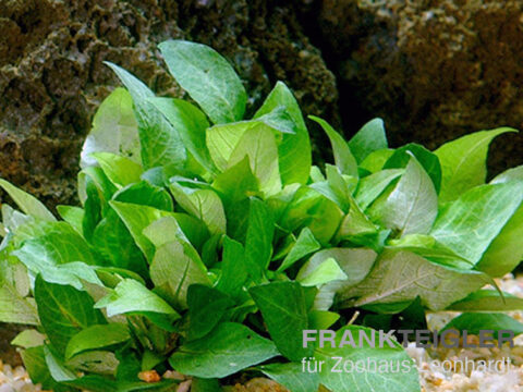 Riesen-Wasserfreund, Hygrophila corymbosa