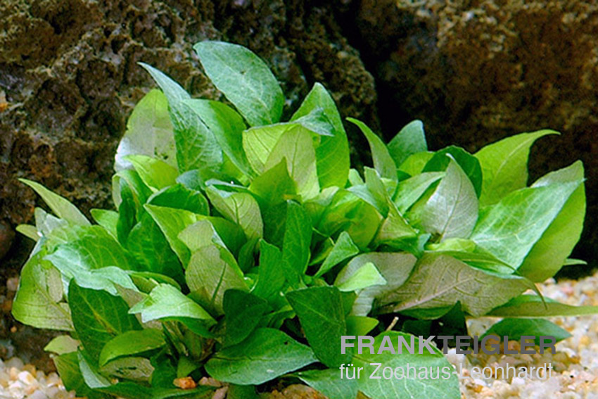 Riesen-Wasserfreund, Hygrophila corymbosa