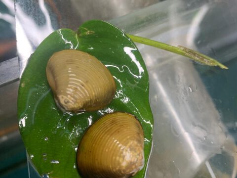 Java Muschel, Corbicula javanicus