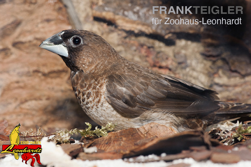 Japanisches Mövchen, Lonchura striata