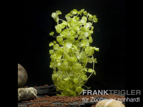 Fluss-Mooskraut, Micranthemum umbrosum