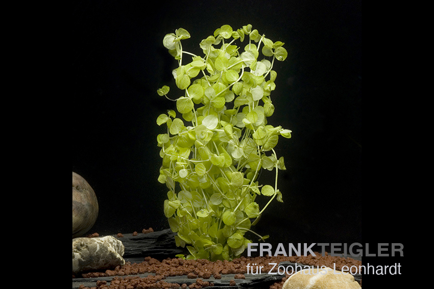 Fluss-Mooskraut, Micranthemum umbrosum