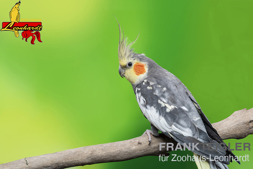 Nymphensittich – Bild 5