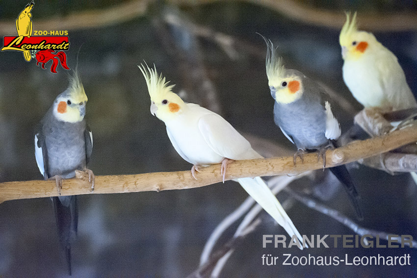 Nymphensittich – Bild 4