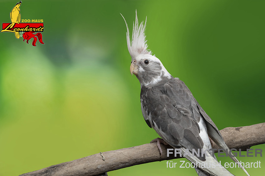 Nymphensittich – Bild 3