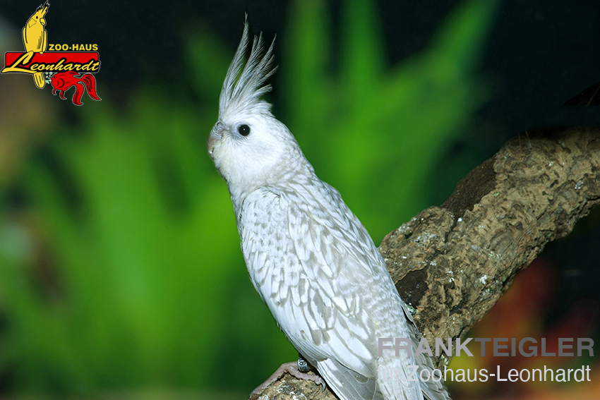 Nymphensittich – Bild 2