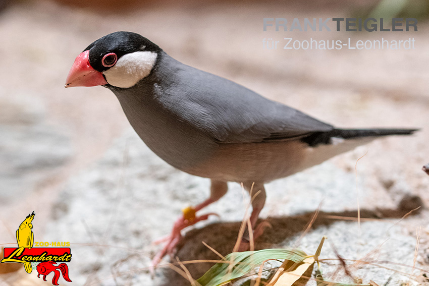 Reisfink, Padda oryzivora