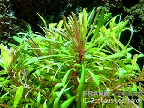 Quirlblättrige Sternpflanze, Pogostemon stellatus