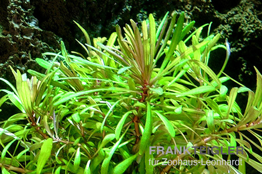 Quirlblättrige Sternpflanze, Pogostemon stellatus
