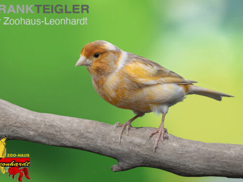 Kanarienvogel