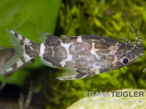 Rückenschwimmender Kongowels, Synodontis nigriventris