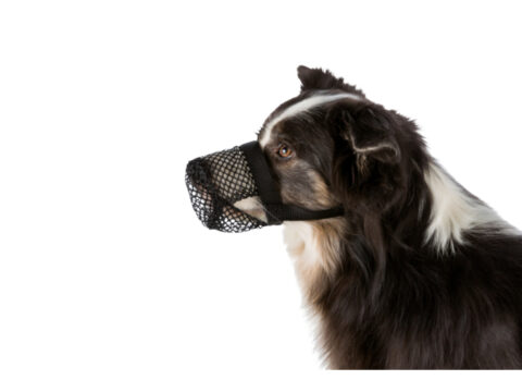 Giftköder Schutznetz