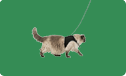 Katzen Geschirr&Leinen