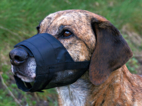 Maulkorb mit Netzeinsatz