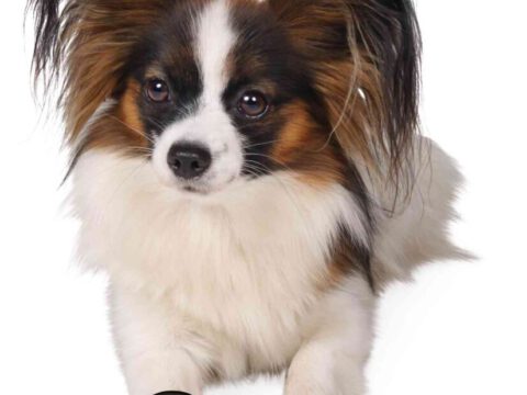 Pfotenschutz Walker Care