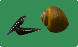 Aquarienschnecken