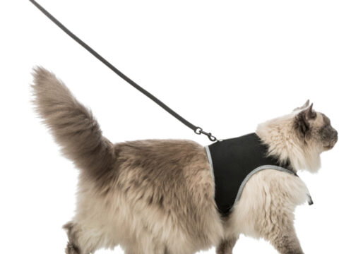 Softgeschirr XXL mit Leine