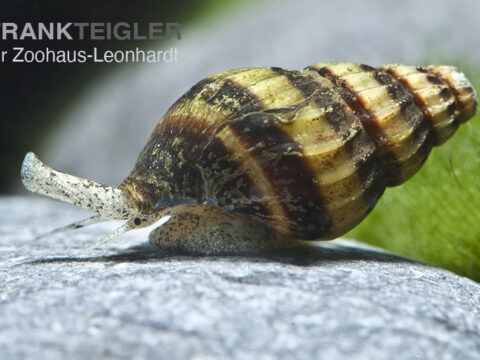 Raubschnecke, Anentome helena