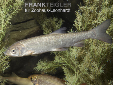 Nase, Chondrostoma nasus