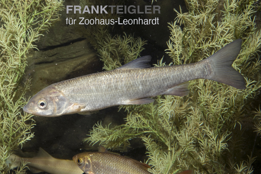 Nase, Chondrostoma nasus