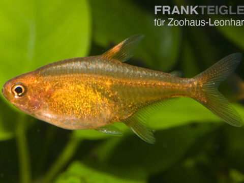 Feuersalmler, Hyphessobrycon amandae