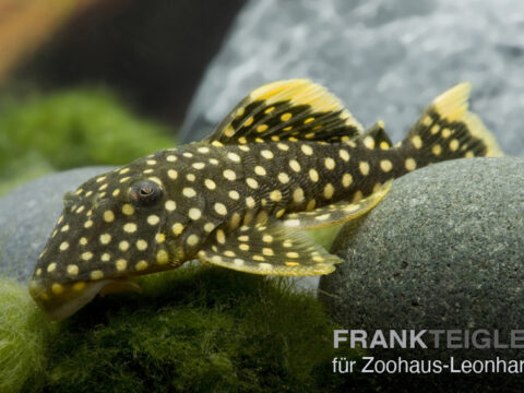 Gelbsaum-Wels, L 018 Baryancistrus xanthellus