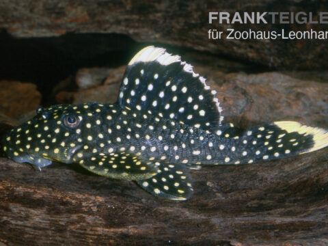Gelbsaum-Wels, L 081 Baryancistrus cf. Xanthellus