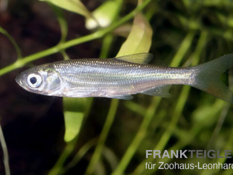 Moderlieschen, Leucaspius delineatus