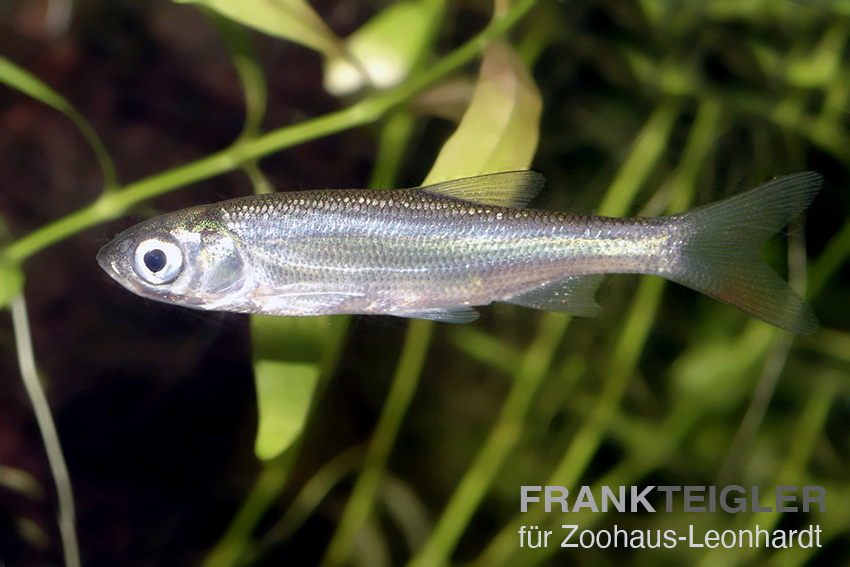 Moderlieschen, Leucaspius delineatus