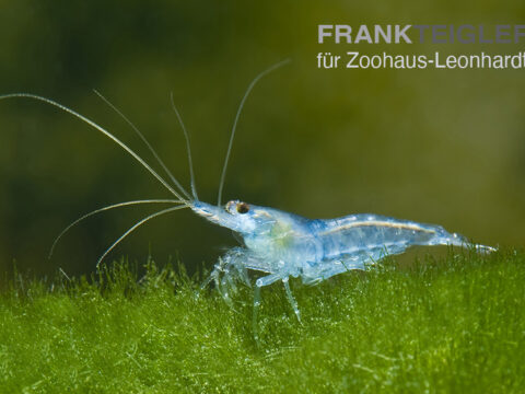 Blaue Garnele, Neocaridina sp. BLUE