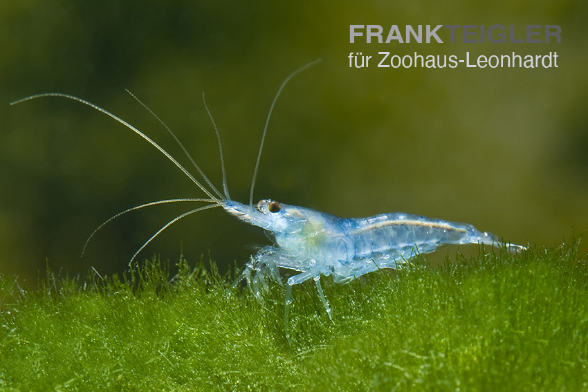 Blaue Garnele, Neocaridina sp. BLUE