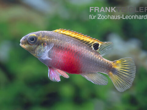 Purpur-Prachtbarsch, Pelvicachromis pulcher Rot