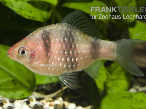 Purpurkopf-Barbe, Pethia nigrofasciata