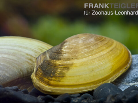 Tropische Süßwassermuschel, Pilsbryoconcha exilis